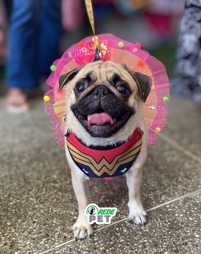 Pug com look temático exclusivo da Rede Pet